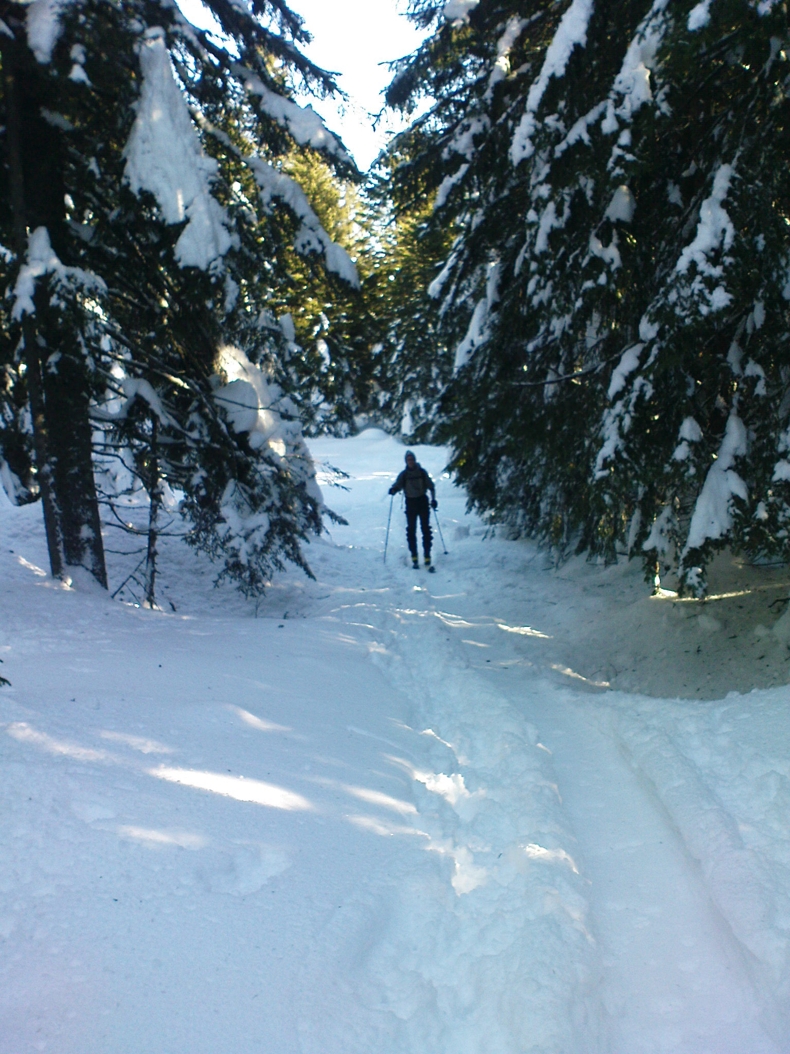 Eine Frau mit ihre Ski durch den Wald